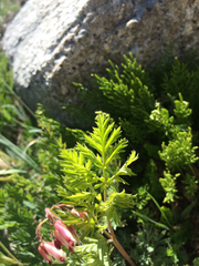 Dicentra nevadensis