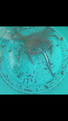 Liocarcinus holsatus