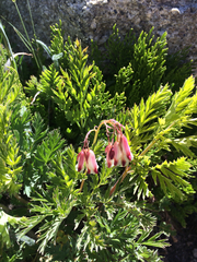 Dicentra nevadensis