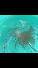 Liocarcinus holsatus