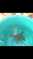 Liocarcinus holsatus