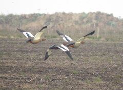 Chloephaga rubidiceps