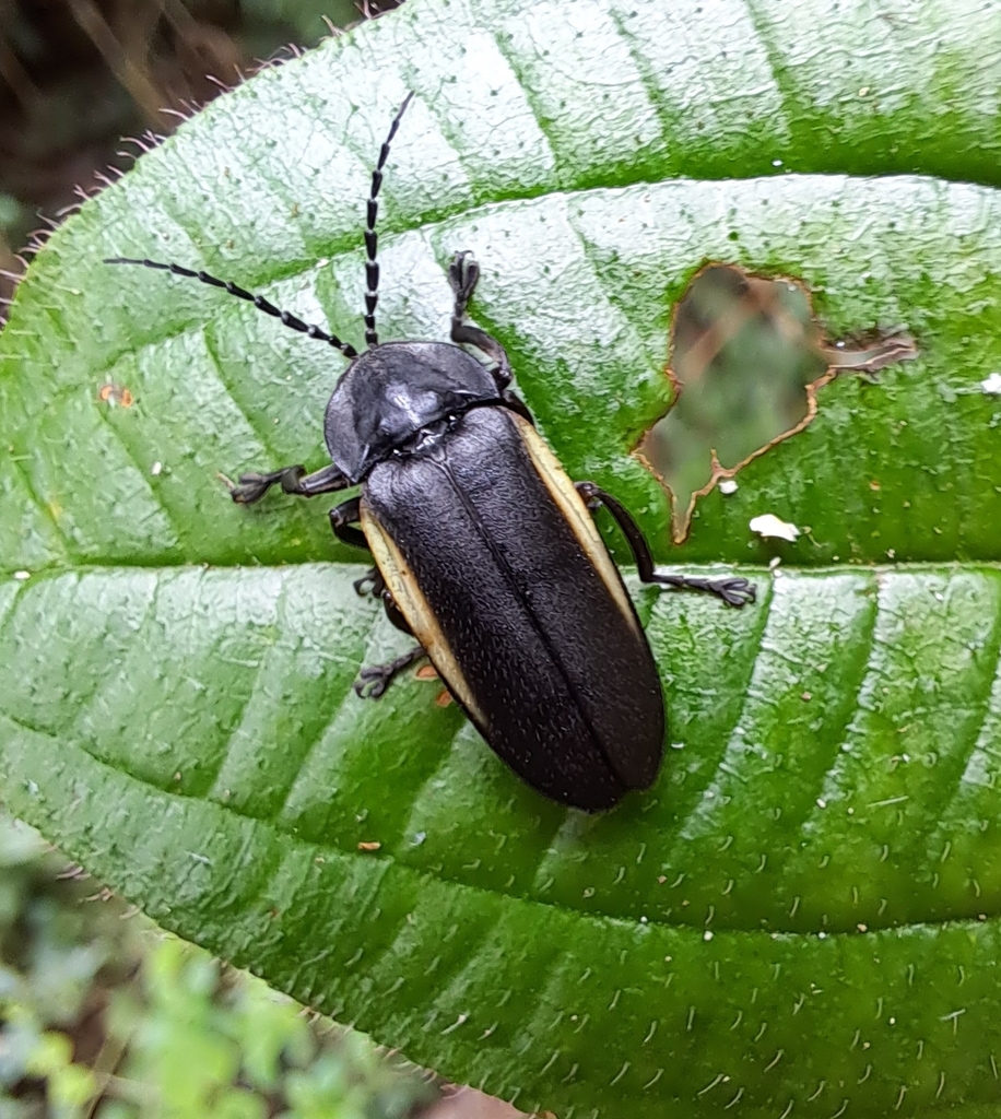 Pyrogaster moestus