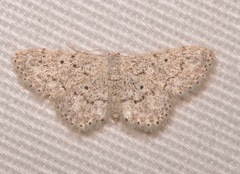 Idaea ostentaria
