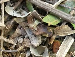 Arachosia praesignis