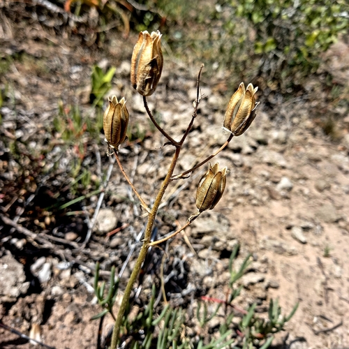 Albuca glandulosa