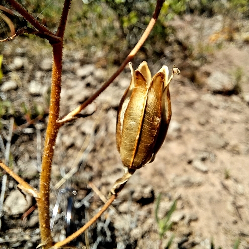 Albuca glandulosa