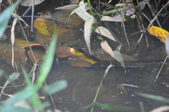 Chironius carinatus