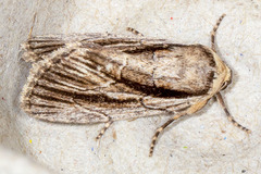 Sympistis badistriga