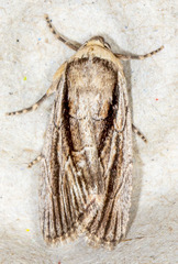 Sympistis badistriga