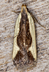 Dichomeris inserrata
