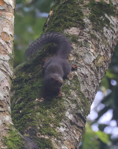 Red-legged Sun Squirrel