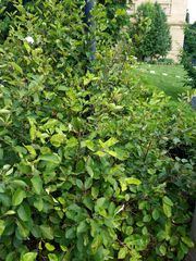 Alnus incana