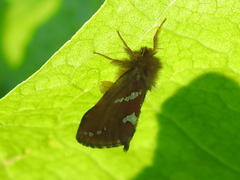 Phymatopus hecta