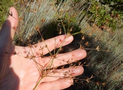 Juncus diffusissimus