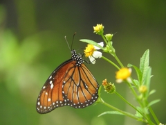 Danaus eresimus montezuma