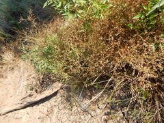 Juncus diffusissimus