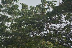 Bradypus tridactylus