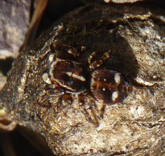 Attulus atricapillus