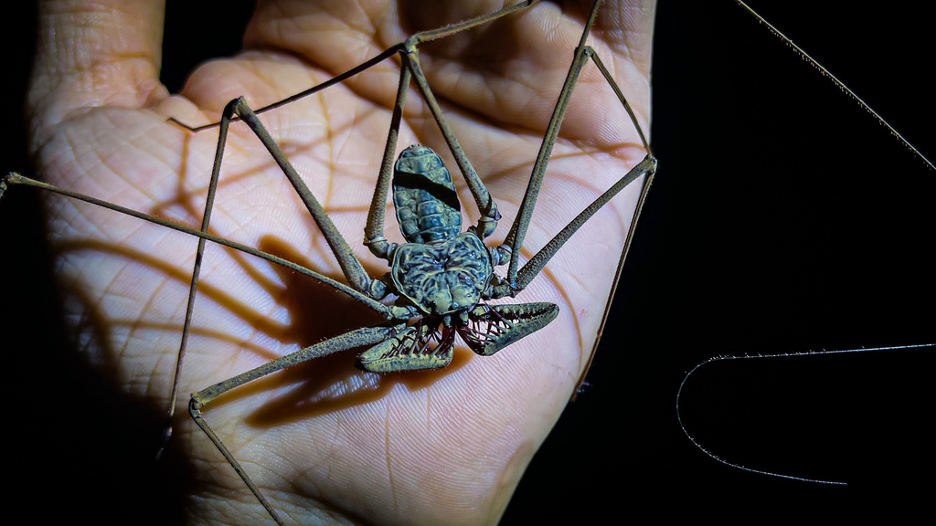 Paraphrynus olmeca