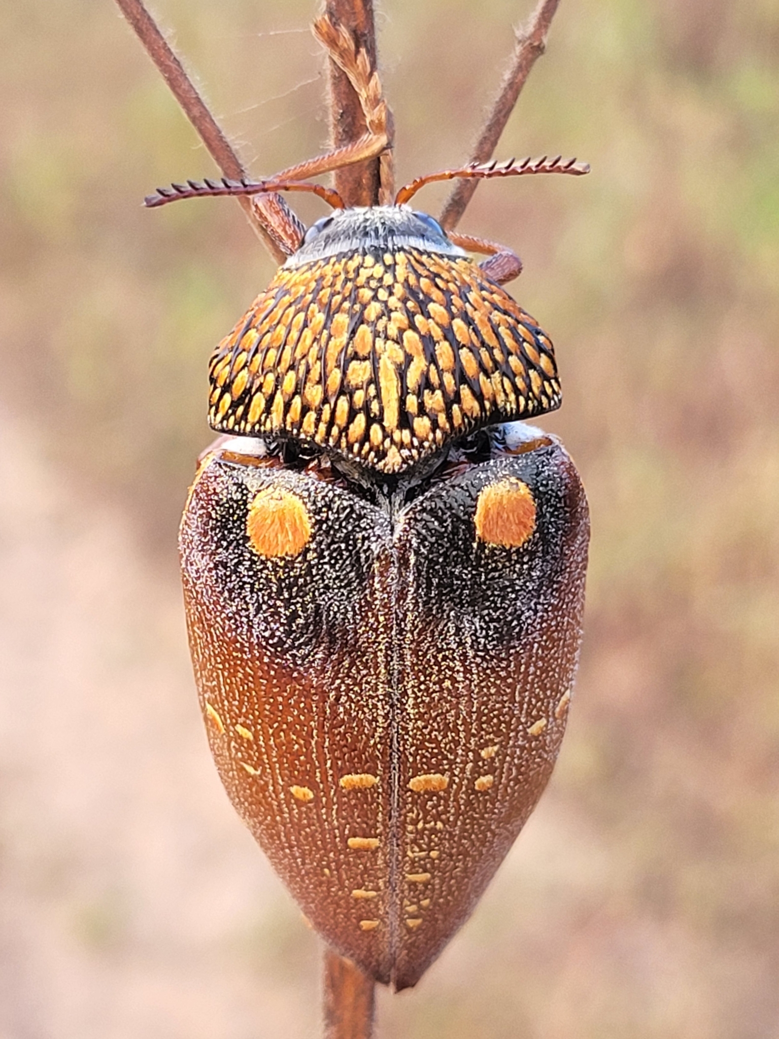 Sternocera castanea