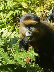 Cercopithecus mitis kandti
