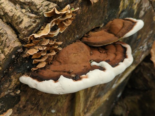 Plokščiasis blizgutis nuotrauka