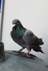 Columba livia domestica