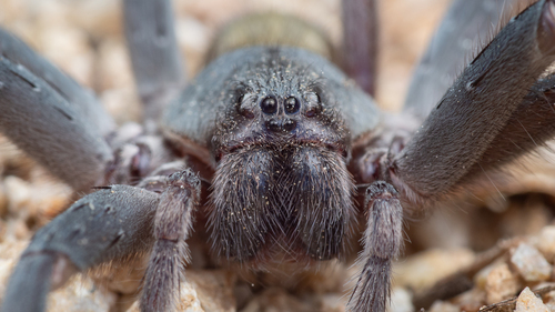 Califorctenus cacachilensis