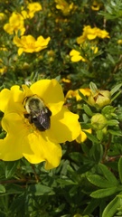 Bombus impatiens