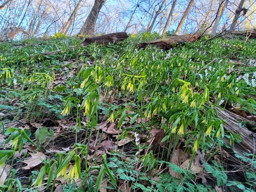 Largeflower bellwort (Uvularia grandiflora)