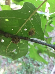 Dryocosmus floridensis