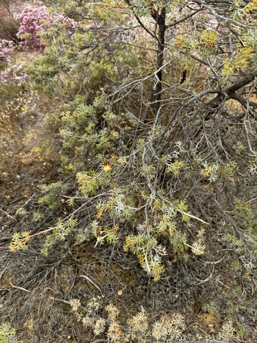 Image of Grevillea armigera by (c) pimelea, some rights reserved (CC BY)