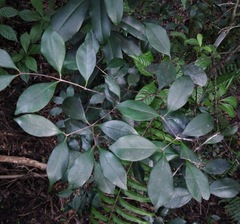 Myrcia chytraculia, photograph Josiah Londerée, CC BY, iNaturalist via GBIF
