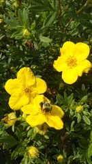 Bombus impatiens