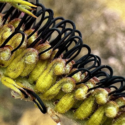 Prickly Toothbrushes (Grevillea armigera)