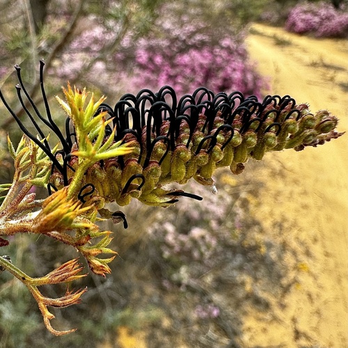 Image of Grevillea armigera by (c) pimelea, some rights reserved (CC BY)