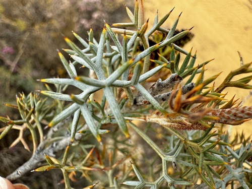 Grevillea armigera, photograph 2