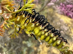 Grevillea armigera, photograph (c) pimelea, some rights reserved (CC BY)