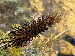 Grevillea armigera, photograph (c) pimelea, some rights reserved (CC BY)