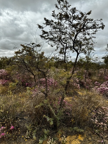 Grevillea armigera, photograph 6