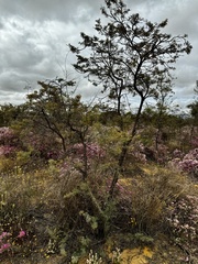Grevillea armigera, photograph (c) pimelea, some rights reserved (CC BY)