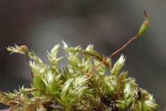 Sematophyllum demissum