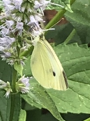 Pieris rapae