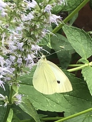 Pieris rapae