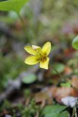 Viola orbiculata