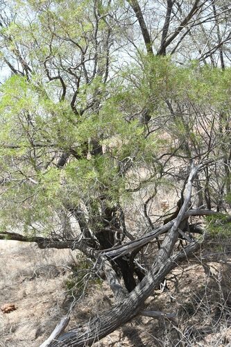 Image of Eremophila mitchellii by (c) Em Lamond, some rights reserved (CC BY)