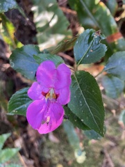 Impatiens purpureoviolacea