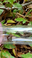 Poneracantha triangularis