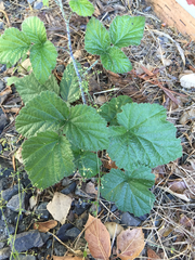 Rubus ursinus macropetalus